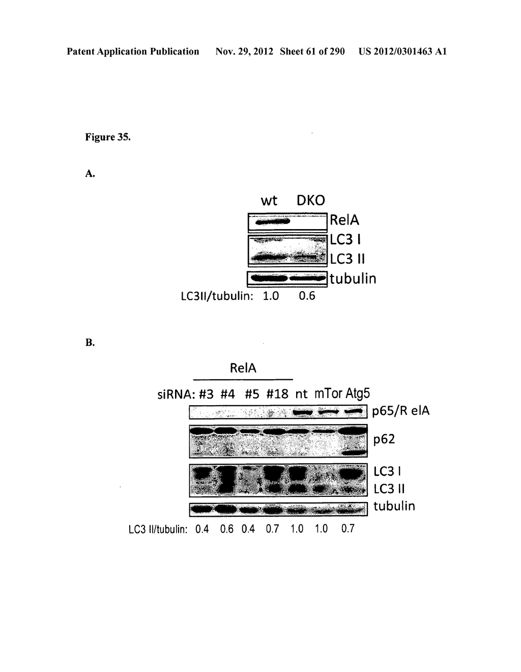 Methods for Modulation of Autophagy Through the Modulation of     Autophagy-Enhancing Gene Products - diagram, schematic, and image 62