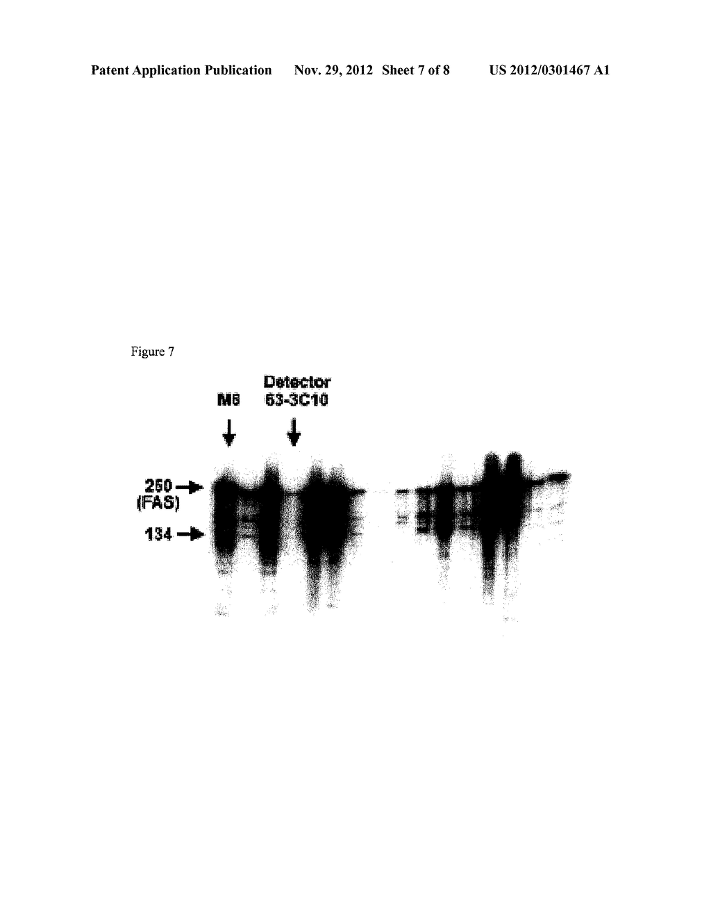 FAS BINDING ANTIBODIES - diagram, schematic, and image 08