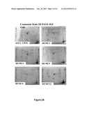 COMPOSITIONS AND METHODS FOR IMMUNIZATION AGAINST DRUG RESISTANT     ACINETOBACTER BAUMANNII diagram and image