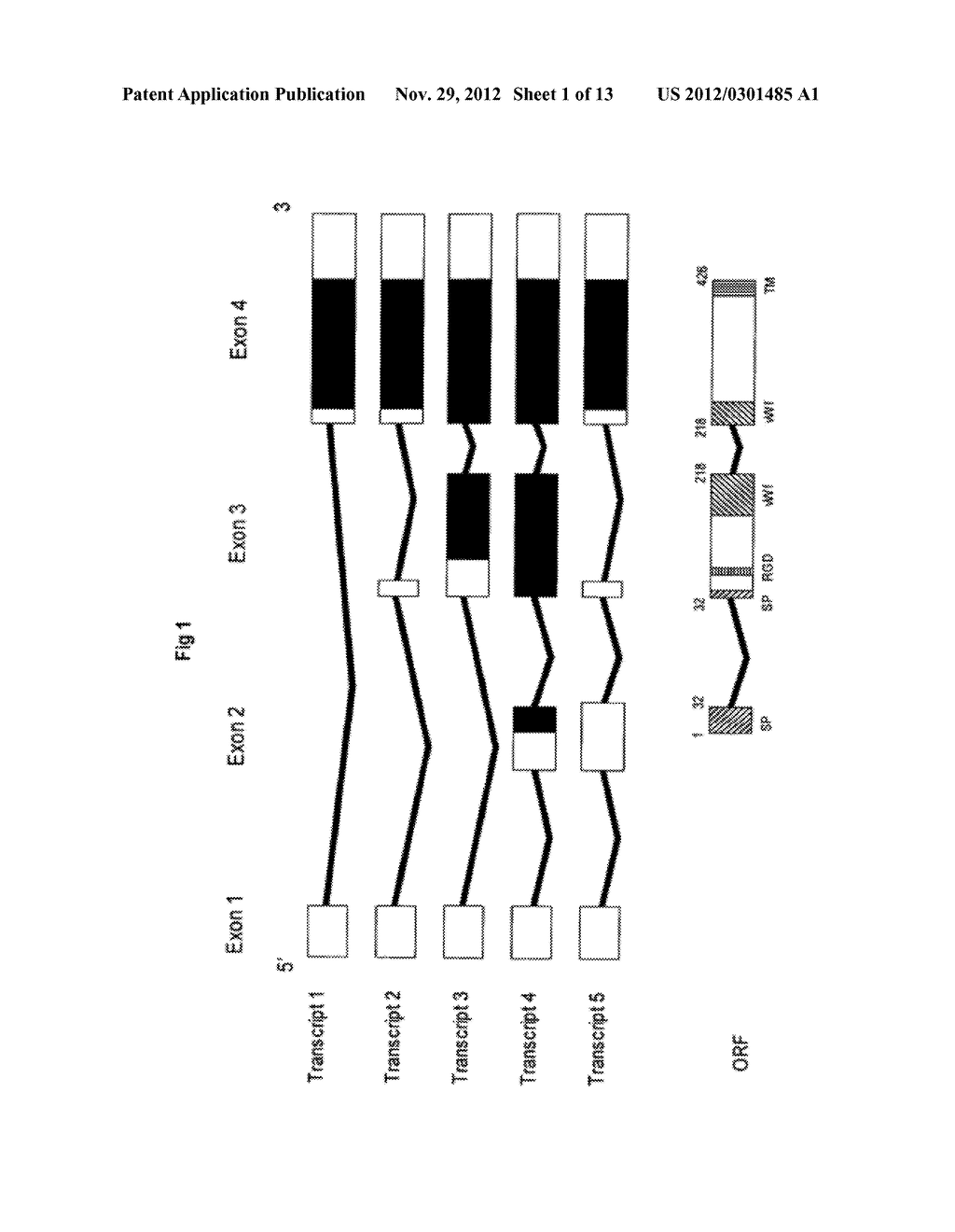 Juvenile Hemochromatosis Gene (HFE2A) Cleavage Products and Uses Thereof - diagram, schematic, and image 02