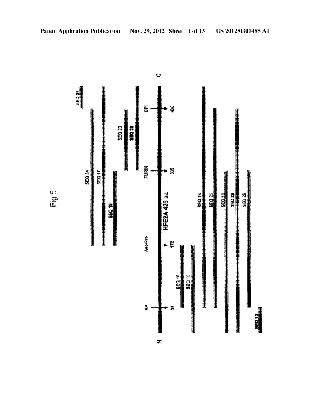 Juvenile Hemochromatosis Gene (HFE2A) Cleavage Products and Uses Thereof - diagram, schematic, and image 12