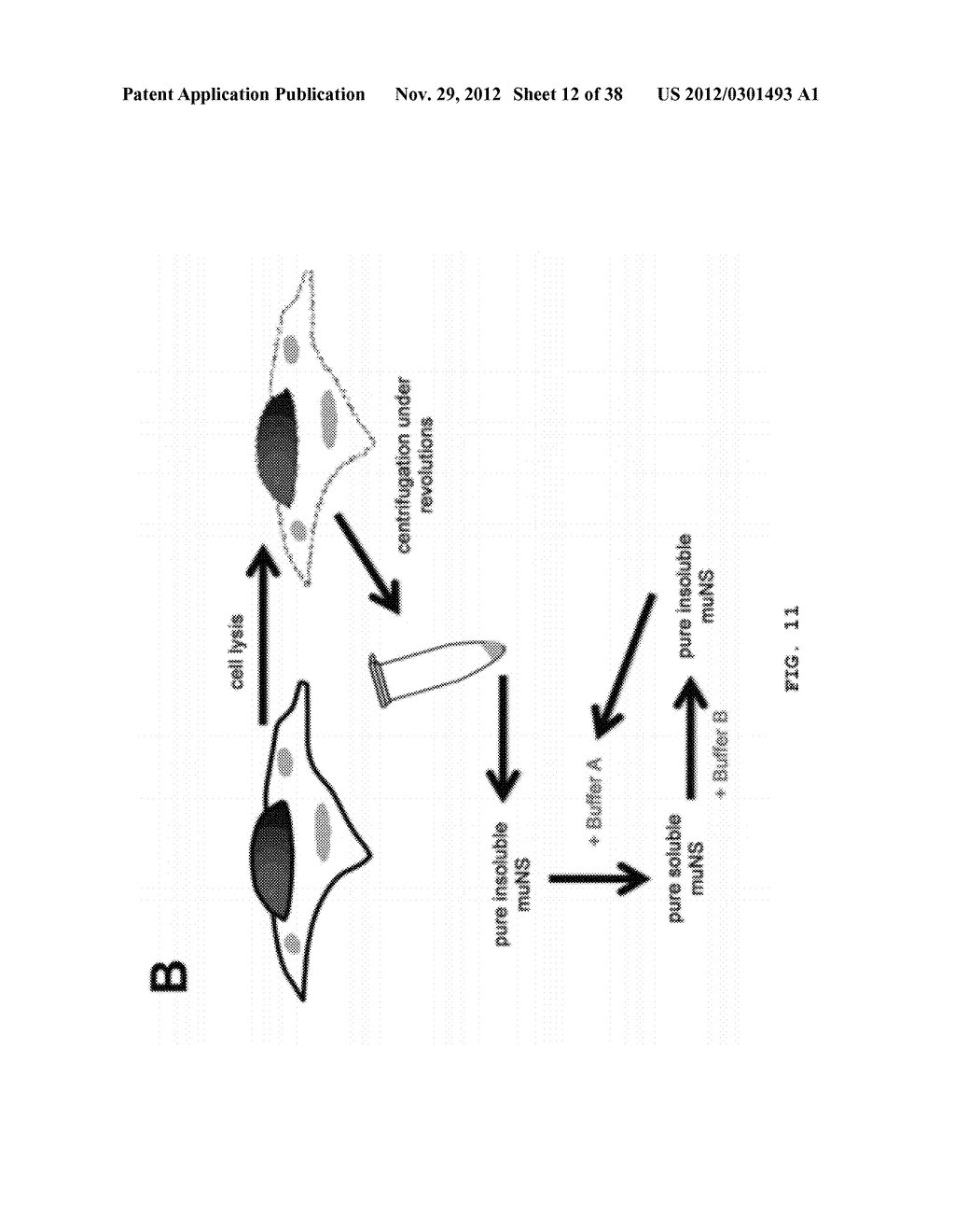 APPLICATIONS OF THE PROTEIN MUNS AND THE DERIVATES THEREOF - diagram, schematic, and image 13