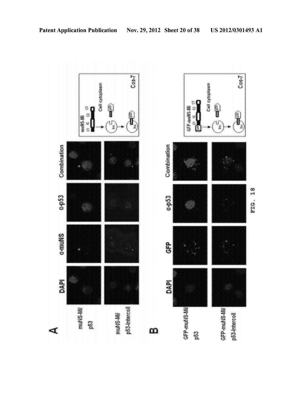 APPLICATIONS OF THE PROTEIN MUNS AND THE DERIVATES THEREOF - diagram, schematic, and image 21