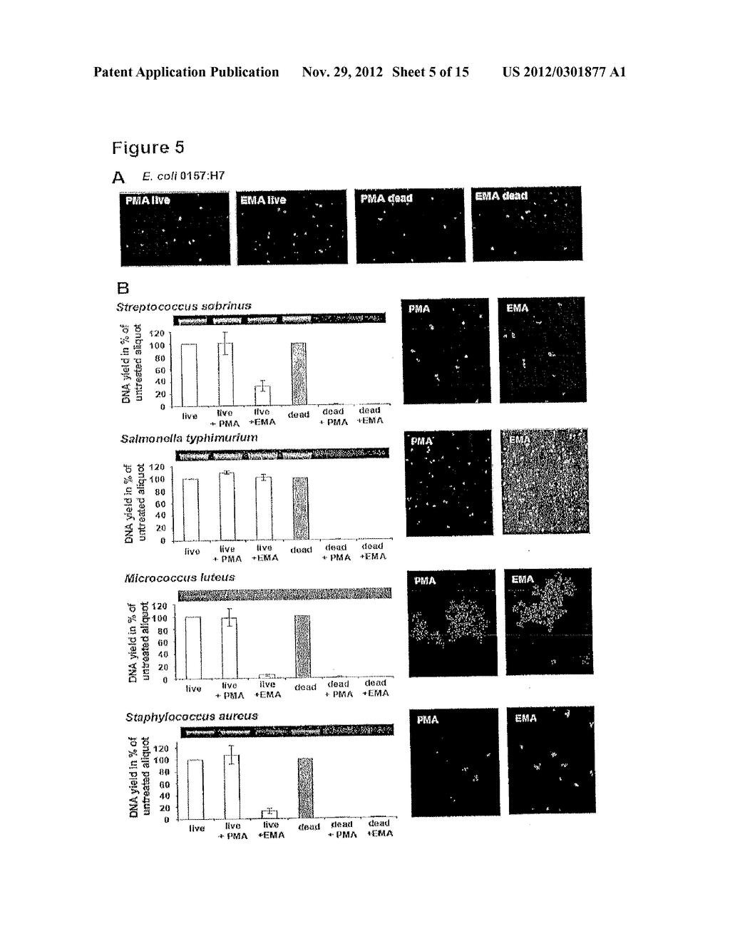 Use of Phenanthridium Derivatives for Distinguishing Between Intact and     Membrane Comprised Cells Using Molecular Nucleic Acid-Based Techniques - diagram, schematic, and image 06
