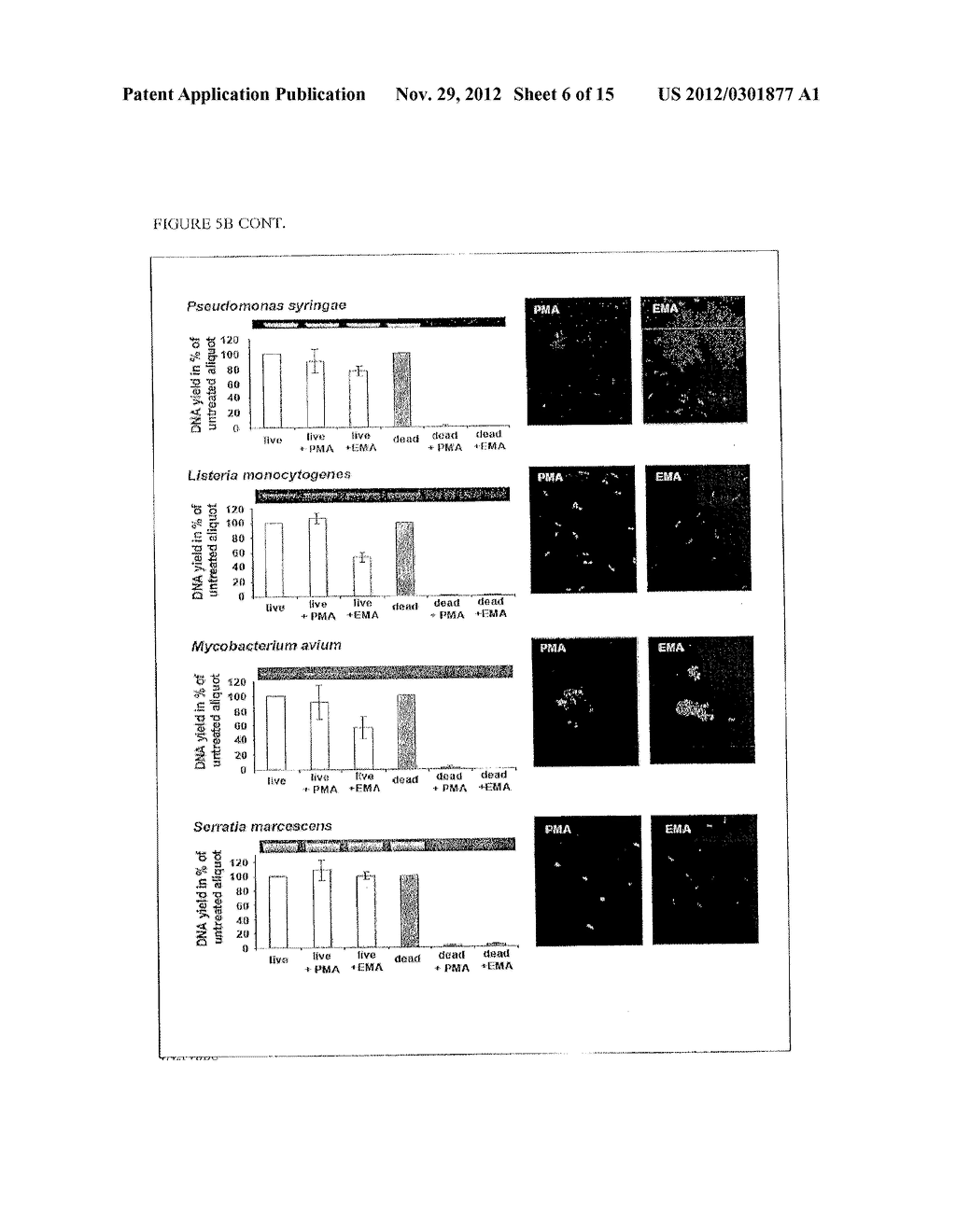 Use of Phenanthridium Derivatives for Distinguishing Between Intact and     Membrane Comprised Cells Using Molecular Nucleic Acid-Based Techniques - diagram, schematic, and image 07