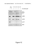 METHODS AND COMPOSITIONS FOR THE DETECTION OF DRUG RESISTANT BRAF ISOFORMS diagram and image