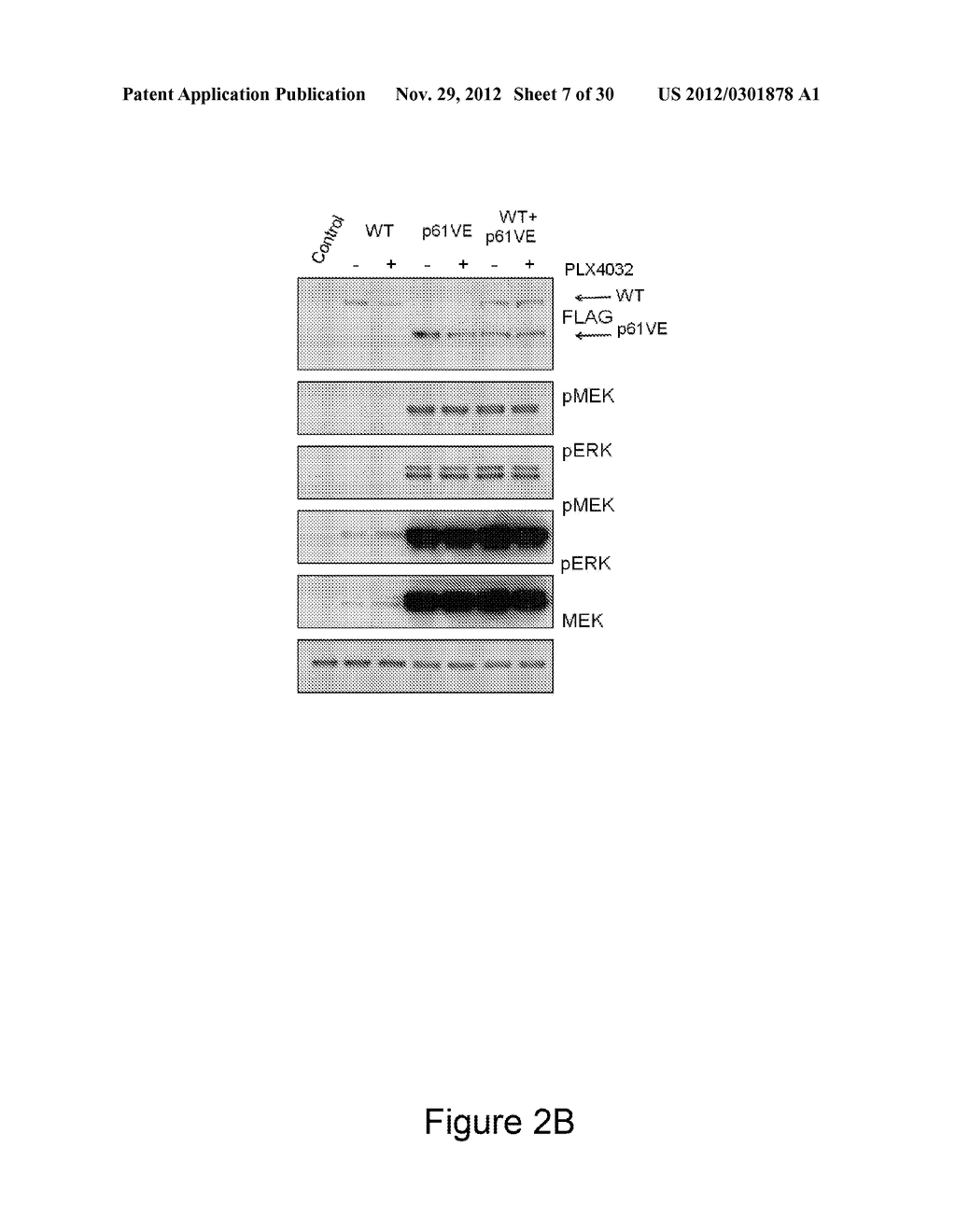 METHODS AND COMPOSITIONS FOR THE DETECTION OF DRUG RESISTANT BRAF ISOFORMS - diagram, schematic, and image 08