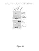 METHODS AND COMPOSITIONS FOR THE DETECTION OF DRUG RESISTANT BRAF ISOFORMS diagram and image