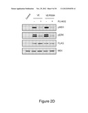 METHODS AND COMPOSITIONS FOR THE DETECTION OF DRUG RESISTANT BRAF ISOFORMS diagram and image