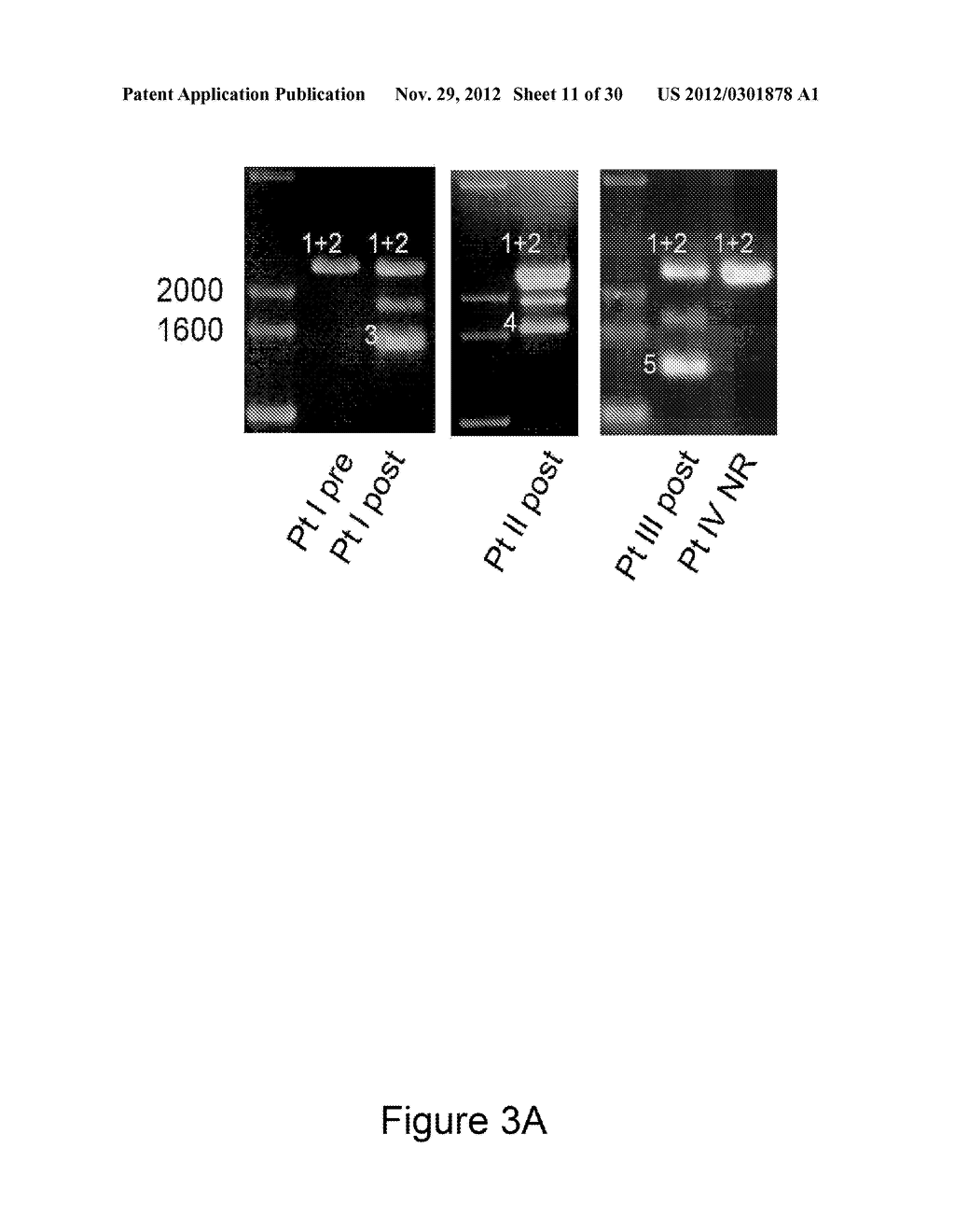 METHODS AND COMPOSITIONS FOR THE DETECTION OF DRUG RESISTANT BRAF ISOFORMS - diagram, schematic, and image 12