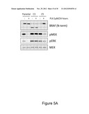 METHODS AND COMPOSITIONS FOR THE DETECTION OF DRUG RESISTANT BRAF ISOFORMS diagram and image