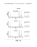 METHODS AND COMPOSITIONS FOR THE DETECTION OF DRUG RESISTANT BRAF ISOFORMS diagram and image