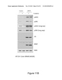 METHODS AND COMPOSITIONS FOR THE DETECTION OF DRUG RESISTANT BRAF ISOFORMS diagram and image