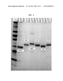 Compositions, Methods and Related Uses for Cleaving Modified DNA diagram and image