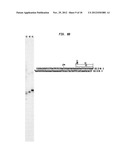 Compositions, Methods and Related Uses for Cleaving Modified DNA diagram and image