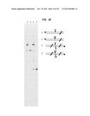 Compositions, Methods and Related Uses for Cleaving Modified DNA diagram and image