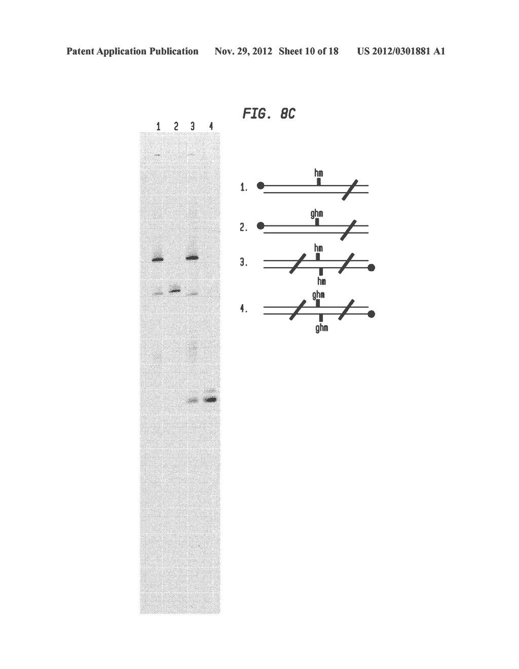 Compositions, Methods and Related Uses for Cleaving Modified DNA - diagram, schematic, and image 11