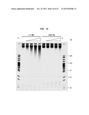 Compositions, Methods and Related Uses for Cleaving Modified DNA diagram and image