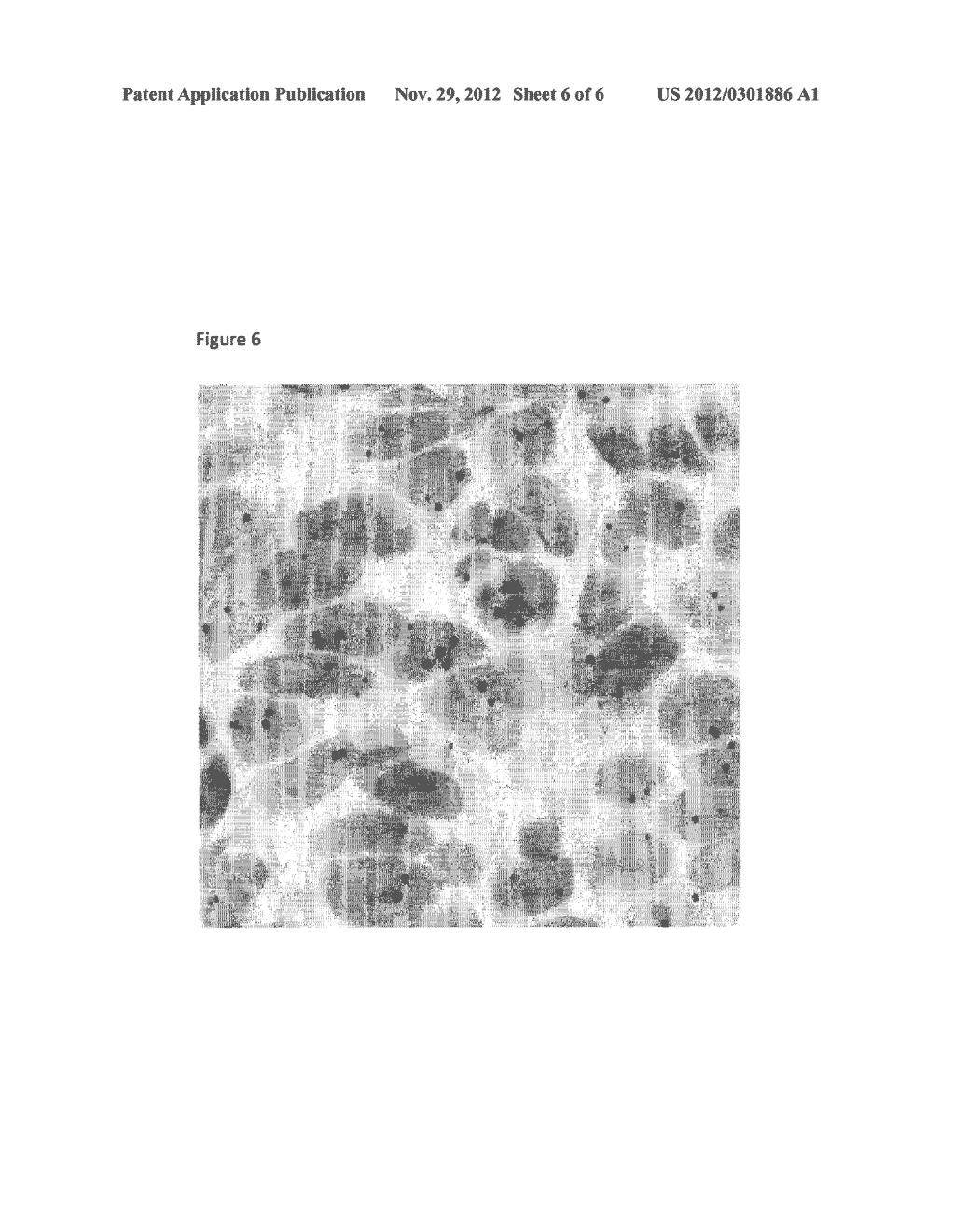 POLYTAG PROBES - diagram, schematic, and image 07