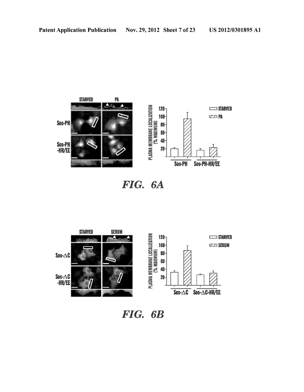 METHODS OF MODULATING BINDING OF SON OF SEVENLESS TO PHOSPHATIDIC ACID AND     IDENTIFYING COMPOUNDS THAT MODULATE SUCH BINDING - diagram, schematic, and image 08