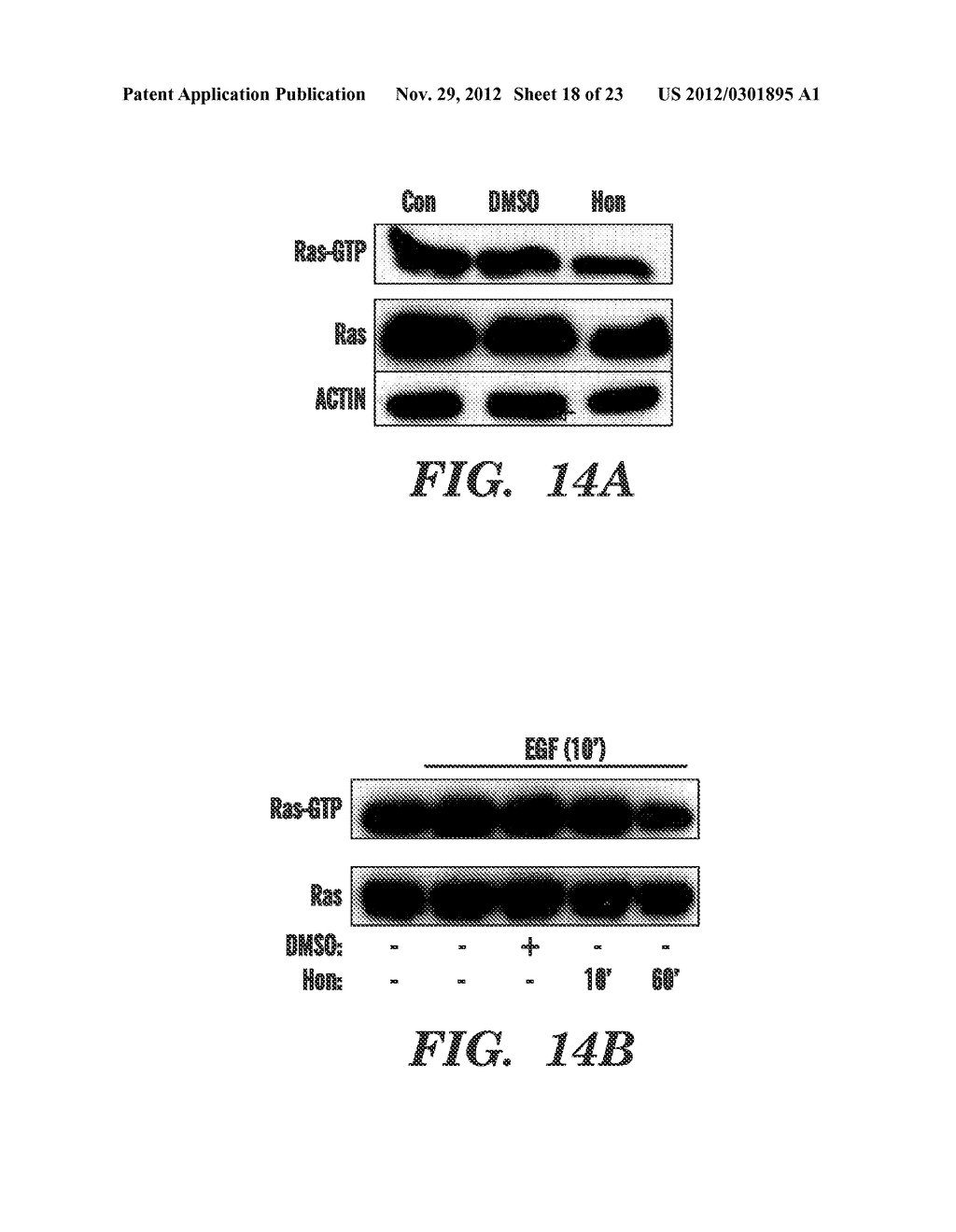 METHODS OF MODULATING BINDING OF SON OF SEVENLESS TO PHOSPHATIDIC ACID AND     IDENTIFYING COMPOUNDS THAT MODULATE SUCH BINDING - diagram, schematic, and image 19