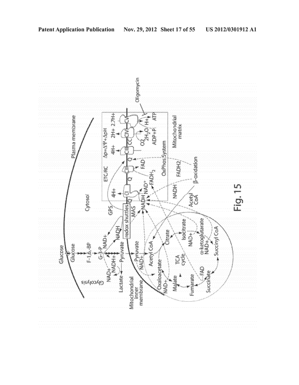 METHODS, COMPOSITIONS AND KITS FOR ASSAYING MITOCHONDRIAL FUNCTION - diagram, schematic, and image 18