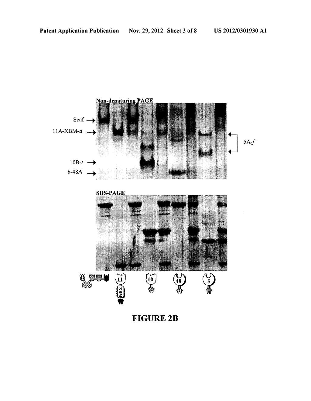 BIO-ENGINEERED MULTI-ENZYME COMPLEXES COMPRISING XYLANASES AND USES     THEREOF - diagram, schematic, and image 04