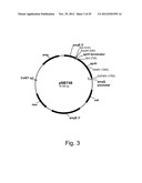 Modified messenger RNA stabilizing sequences for expressing genes in     bacterial cells diagram and image