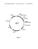 Modified messenger RNA stabilizing sequences for expressing genes in     bacterial cells diagram and image