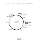 Modified messenger RNA stabilizing sequences for expressing genes in     bacterial cells diagram and image