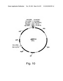 Modified messenger RNA stabilizing sequences for expressing genes in     bacterial cells diagram and image