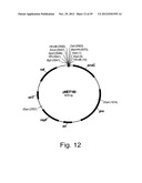 Modified messenger RNA stabilizing sequences for expressing genes in     bacterial cells diagram and image