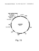 Modified messenger RNA stabilizing sequences for expressing genes in     bacterial cells diagram and image