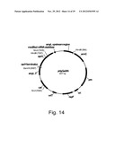 Modified messenger RNA stabilizing sequences for expressing genes in     bacterial cells diagram and image