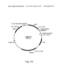 Modified messenger RNA stabilizing sequences for expressing genes in     bacterial cells diagram and image