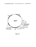 Modified messenger RNA stabilizing sequences for expressing genes in     bacterial cells diagram and image