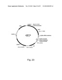 Modified messenger RNA stabilizing sequences for expressing genes in     bacterial cells diagram and image