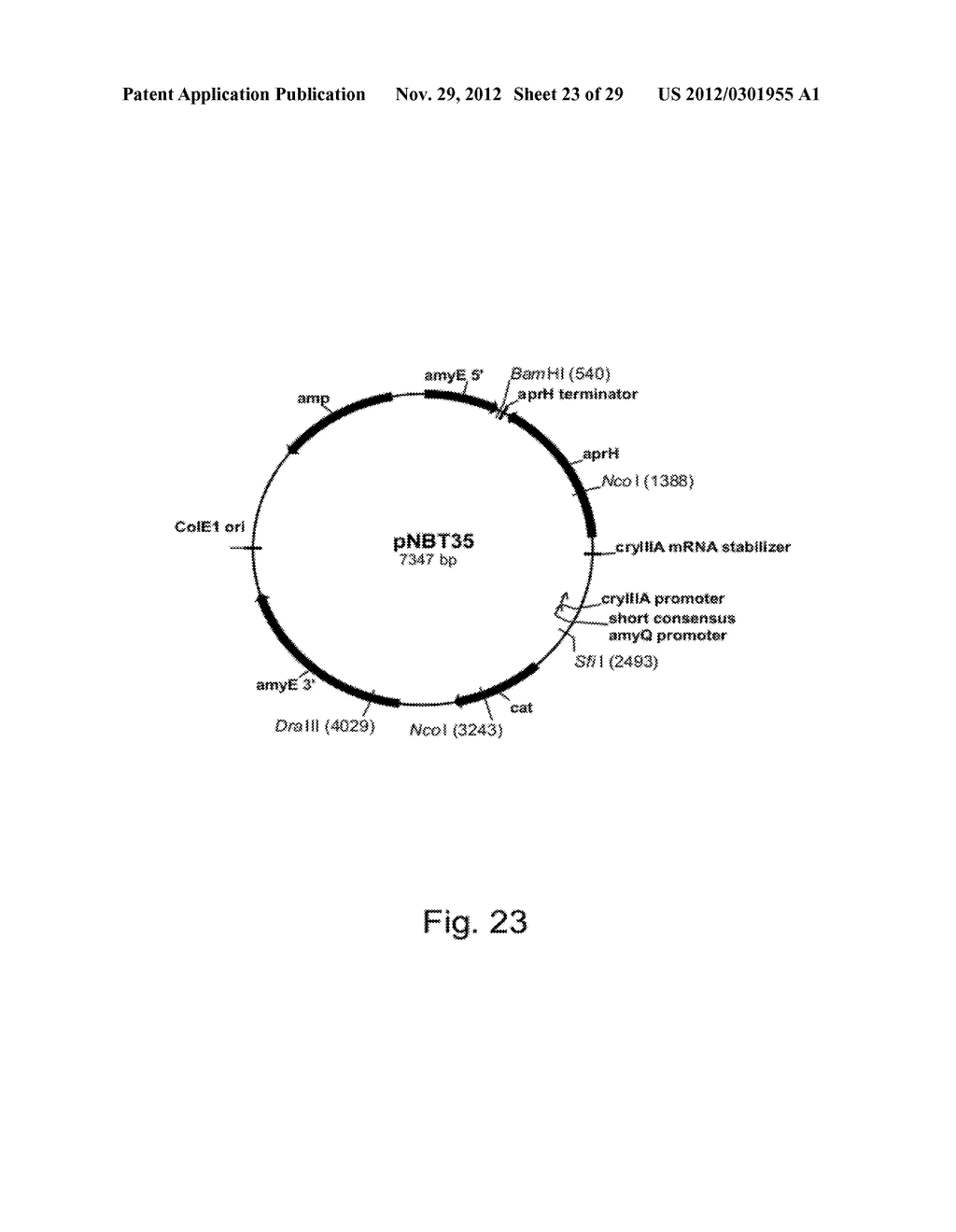 Modified messenger RNA stabilizing sequences for expressing genes in     bacterial cells - diagram, schematic, and image 24