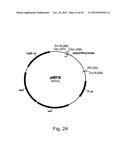 Modified messenger RNA stabilizing sequences for expressing genes in     bacterial cells diagram and image