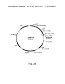 Modified messenger RNA stabilizing sequences for expressing genes in     bacterial cells diagram and image