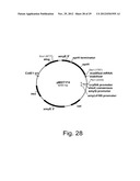 Modified messenger RNA stabilizing sequences for expressing genes in     bacterial cells diagram and image