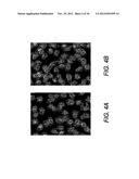 Cryoconserved Mature Dendritic Cells diagram and image