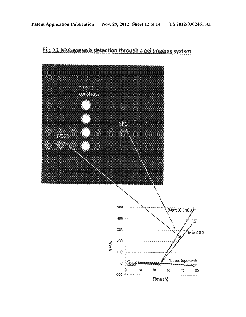 GFP MUTAGENESIS AMPLIFICATION: USE OF A FLUORESCENCE-ANTIBIOTIC RESISTANCE     FUSION DUAL REPORTER CONSTRUCT TO PROVIDE QUANTITATIVE AND HIGHLY     SENSITIVE DETECTION OF MUTATIONS - diagram, schematic, and image 13