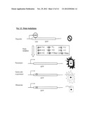 GFP MUTAGENESIS AMPLIFICATION: USE OF A FLUORESCENCE-ANTIBIOTIC RESISTANCE     FUSION DUAL REPORTER CONSTRUCT TO PROVIDE QUANTITATIVE AND HIGHLY     SENSITIVE DETECTION OF MUTATIONS diagram and image