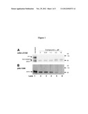 METHODS OF INHIBITING PRO MATRIX METALLOPROTEINASE ACTIVATION diagram and image