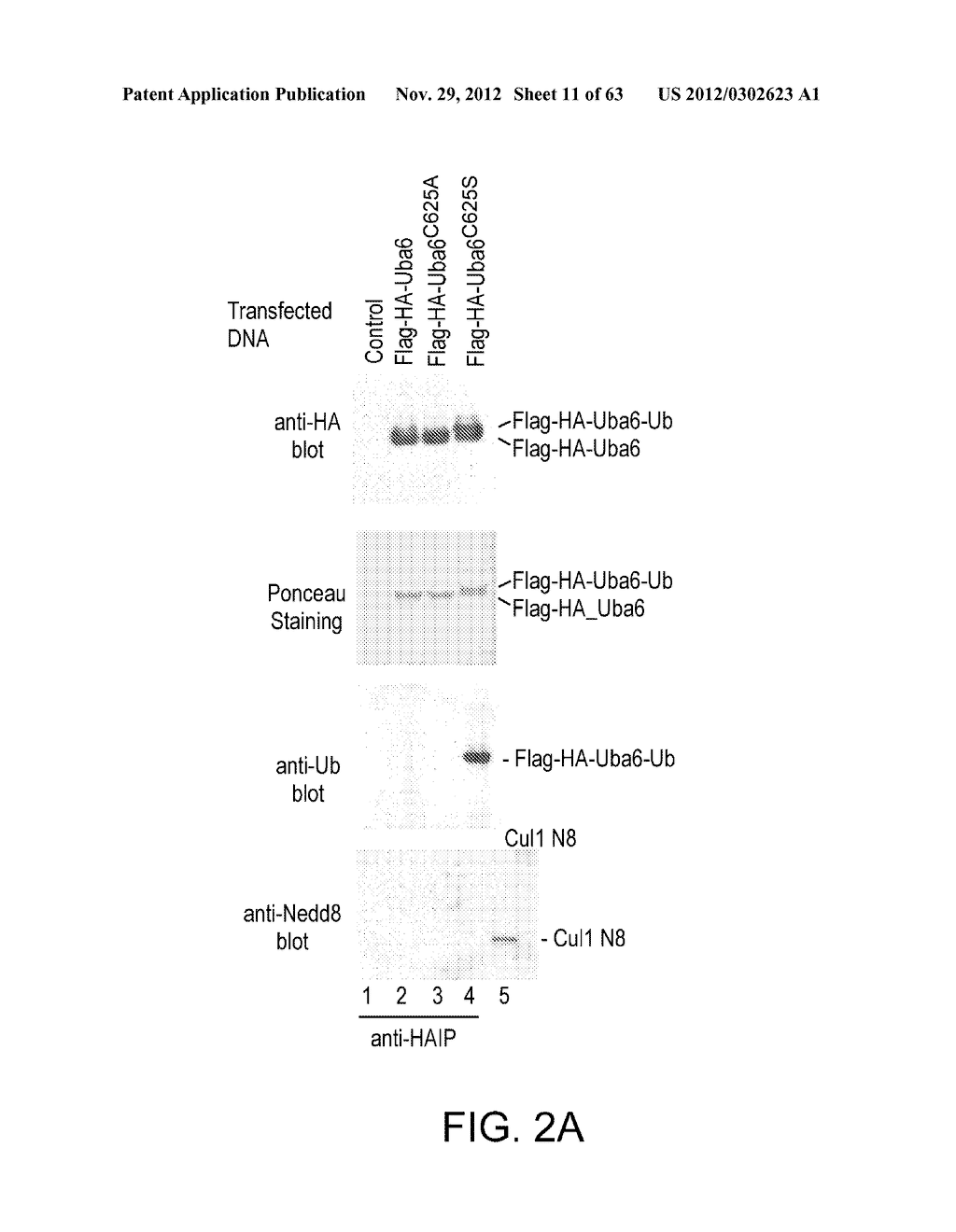 Novel Activation and Transfer Cascade for Ubiquitin - diagram, schematic, and image 12