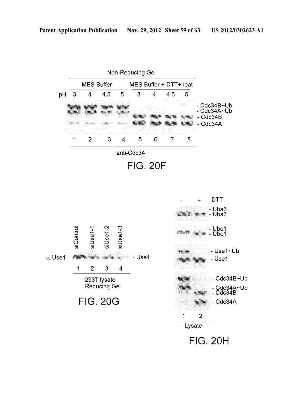 Novel Activation and Transfer Cascade for Ubiquitin - diagram, schematic, and image 60