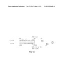 OLIGONUCLEOTIDES WHICH INHIBIT P53 INDUCTION IN RESPONSE TO CELLULAR     STRESS diagram and image