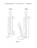 OLIGONUCLEOTIDES WHICH INHIBIT P53 INDUCTION IN RESPONSE TO CELLULAR     STRESS diagram and image