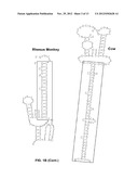 OLIGONUCLEOTIDES WHICH INHIBIT P53 INDUCTION IN RESPONSE TO CELLULAR     STRESS diagram and image